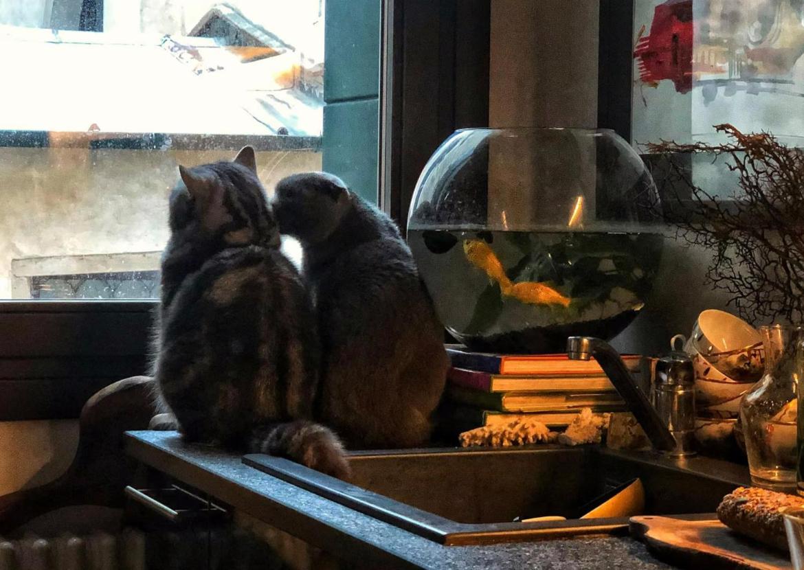 Cats And Antiques In Private Homestay