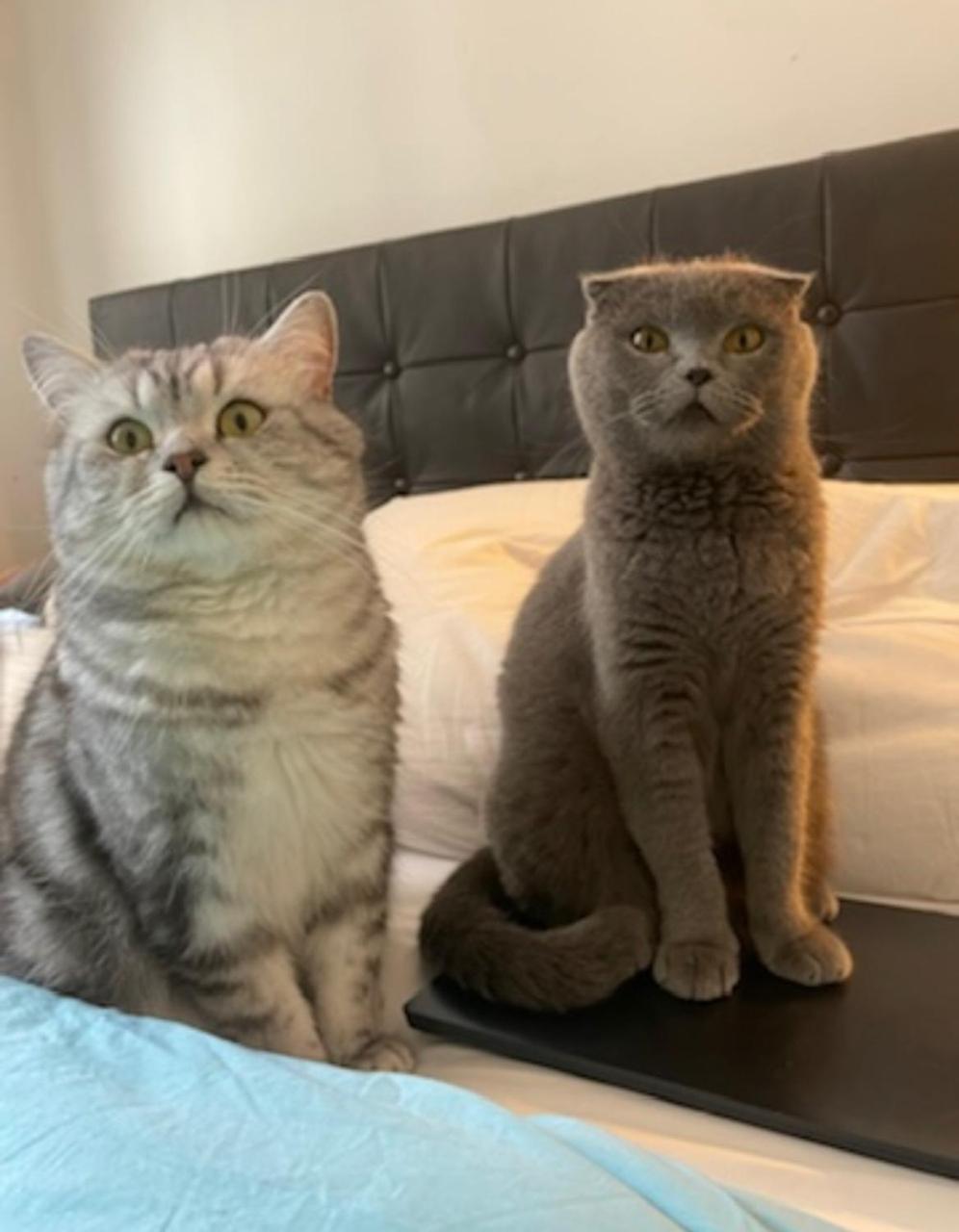 Homestay Cats And Antiques In Private *